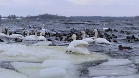 Flock of white swans and wild ducks on the river in winter Vidéo 340882628