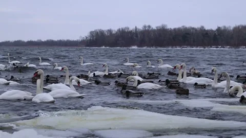Flock of white swans and wild ducks on the water 库存影片 340882639