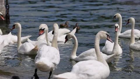 A flock of white swans cleans their feathers on the shore on a sunny summer day Stock Footage 202071677