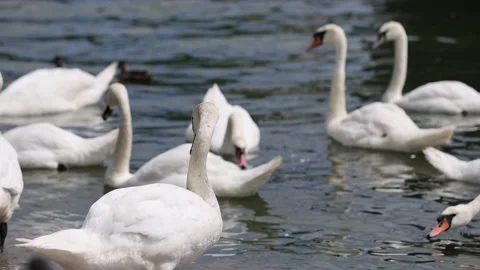 A flock of white swans cleans their feathers on the shore on a sunny summer day Stock Footage 202912435