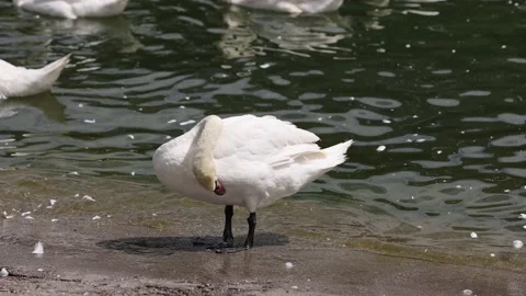 A flock of white swans cleans their feathers on the shore on a sunny summer day Stock Footage 203879232