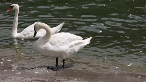A flock of white swans cleans their feathers on the shore on a sunny summer day Stock Footage 204944839