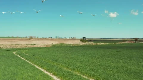 A flock of white swans in flight Stock-Footage 149690179