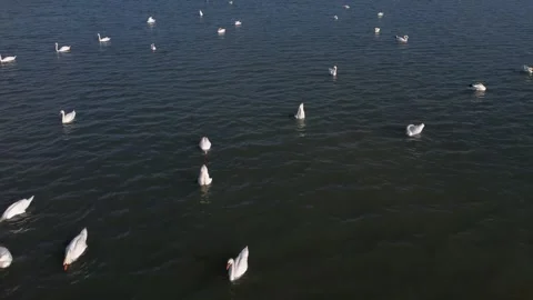 A Flock of white swans floating on Danube bay Stock Footage 252308581
