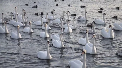A flock of white swans floating on the river. Ducks also swim with swans. Stock Footage 123299275