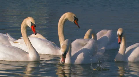 Flock of white swans on a lake. Stock Footage 27207988