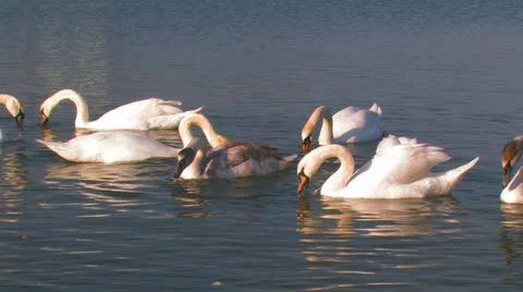 Flock of white swans on a lake. Stock Footage 27208754