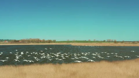 A flock of white swans landing on the surface of a lake. 스톡 동영상 149797427