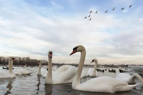 Flock of white swans on the river Stock Photos