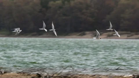 Flock of white terns birds flying over a scenic lake with green trees background Stock Footage 325698238