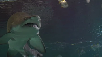 A flock of white tropical fish floating in an aquarium. A shark appears. Stock Footage 85717252