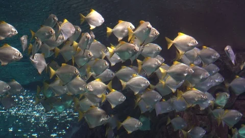 A flock of white tropical fish floating in an aquarium. A shark appears. Video stock 85717678