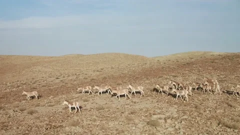 Flock of Wild Asses walking in Desert Stock Footage