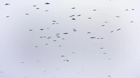 Flock of wild birds black crows flying in sky. Black birds ravens move in heaven Stock Footage 311936161