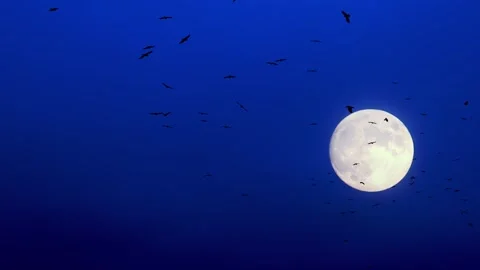 Flock of wild birds black crows are flying in night sky with moon light. Black Stock Footage 311936457