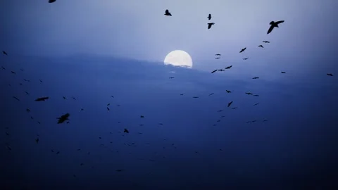 Flock of wild birds black crows are flying in night sky with moon light. Black Stock Footage 311944554