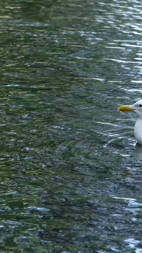 Flock of wild birds. Ducks and seagulls swimming in The Black sea. 4K Vídeo Stock 302822012