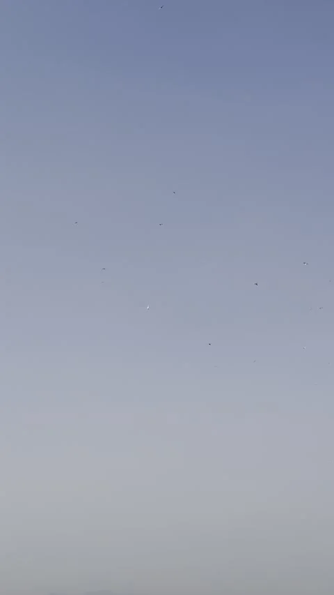 Flock of wild birds ducks soaring in a clear sky above fields during daylight Stock Footage 314063916
