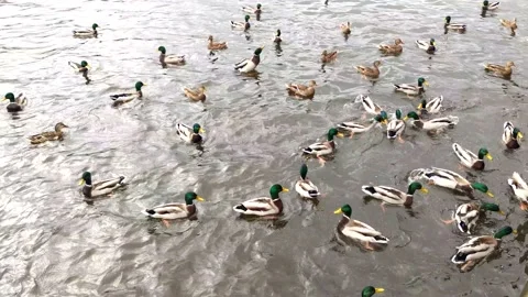 A flock of wild birds. A group of ducks swim in an open river and eat bread Stock Footage 141463271