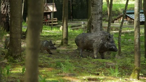 A flock of wild boars Stock-Footage 76449677