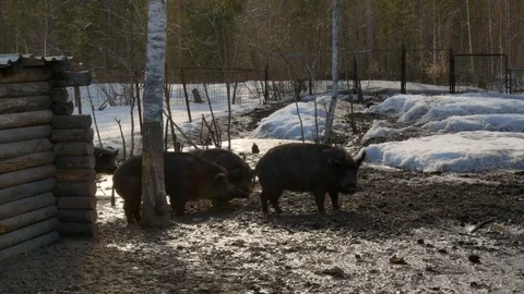 A flock of wild boars walk in the mud near the corral Stock Footage 125284822