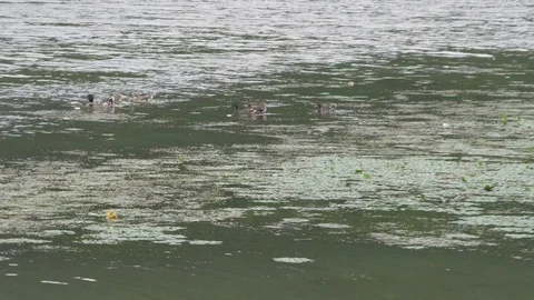 Flock of wild brown ducks swimming on the lake water, rainy day, windy. Stock Footage