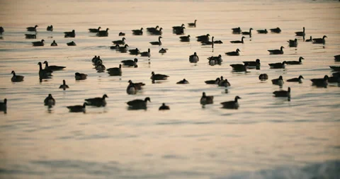 Flock of Wild Canadian Geese Swimming Stock Video Pond5