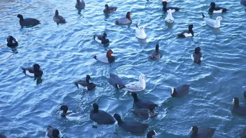 Flock of wild ducks and seagulls on the seashore in the daytime Видео 146332162
