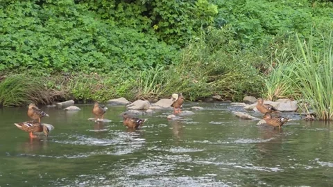 Flock of Wild Ducks Feeding and Flapping Wings in a Clear Stream Video stock 343773663