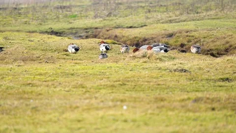Flock of wild ducks feeding in the field  Wild nature of Netherlands Stock Footage 234429688