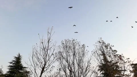 A flock of wild ducks flew across the sky Stock Footage 301439566