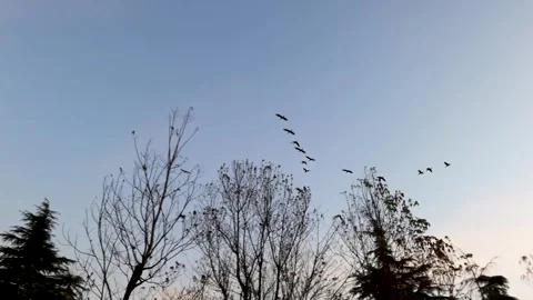 A flock of wild ducks flew across the sky Stock Footage 301439571