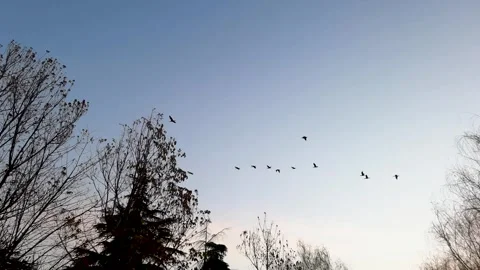 A flock of wild ducks flew across the sky Stock Footage 301439627