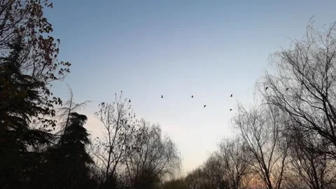 A flock of wild ducks flew across the sky Stock Footage 301439633