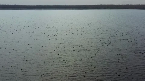 Flock of wild ducks floating on a calm lake Video stock 333829690