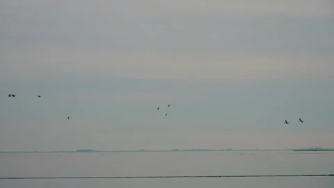 Flock wild ducks 스톡 동영상 264692935