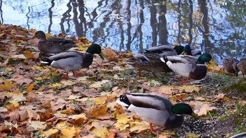A flock of wild ducks gathered along the edge of a body of water Stock Footage 337823957