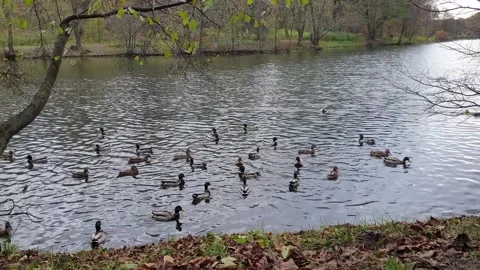 Flock of wild ducks in the pond Stock Footage 142324275