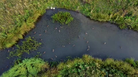 A flock of wild ducks on a river in a field. A larger group of wild ducks. Stock Footage 315539281
