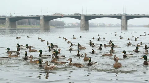 Flock of wild ducks on the river Stock Footage 33126443