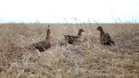 Flock of wild ducks sits in dry grass, autumn season of bird migration, wildlife Stock Footage 128645217