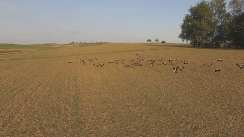 Flock Of Wild Ducks Starting To Fly Aerial What Field Stock Footage 102820702