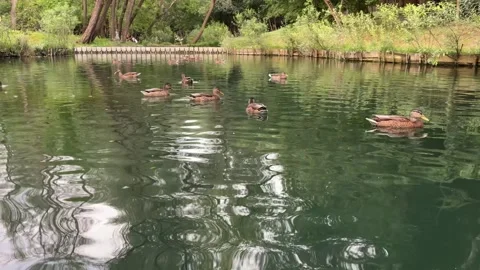 Flock of wild ducks swimming on calm pond water in the park 库存影片 344123301