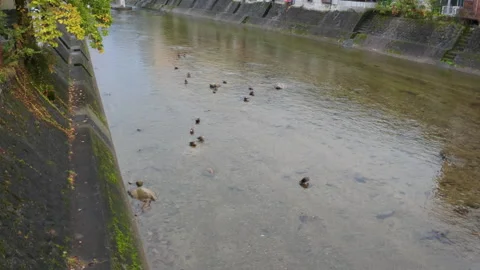 Flock of wild ducks swimming peacefully in the Miyagawa river Stock Footage 329614502