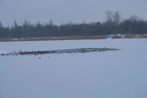 Flock of Wild Ducks Swimming on River in Winter Forest Stock Photos
