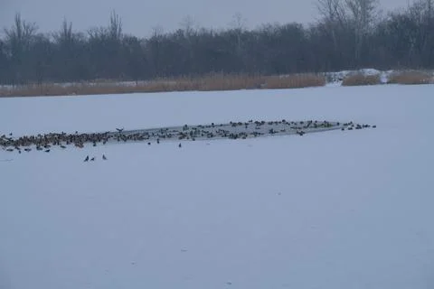 Flock of Wild Ducks Swimming on River in Winter Forest Stock Photos