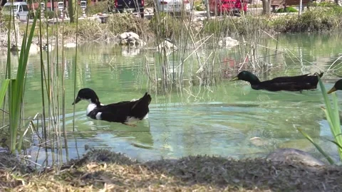 A flock of wild ducks swims along the frame. Stock Footage 178989296
