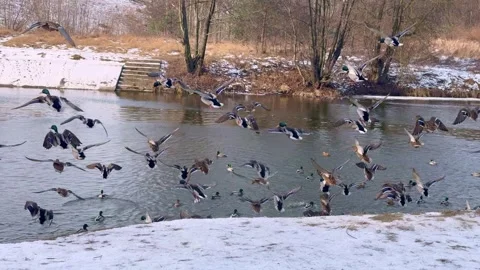 A flock of wild ducks swims in the lake. Migratory birds stayed for the winter Stock Footage 302735322