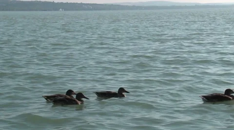 A flock of wild ducks on the water surface Vídeo Stock 27878472
