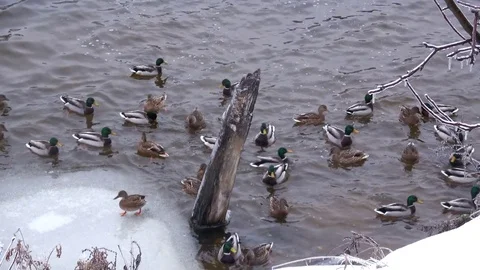 A flock of wild ducks in a winter lake Stock Footage 69873606
